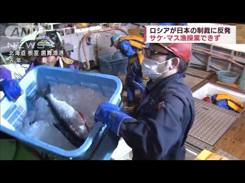 サケ・マス漁操業できず　ロシアが日本の制裁に反発(2022年4月10日)