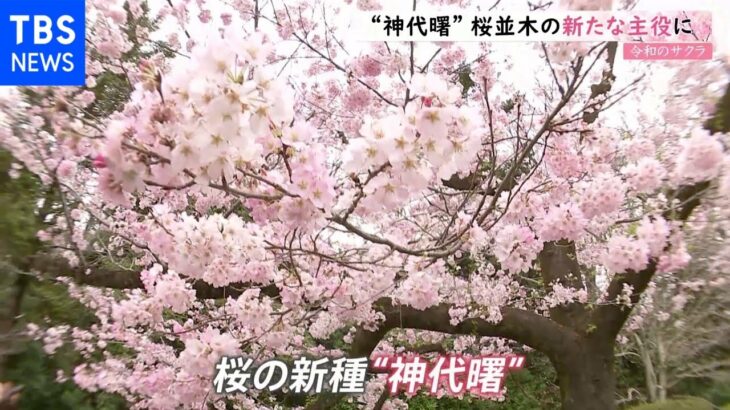 【令和のサクラ】“神代曙”桜並木の新たな主役に