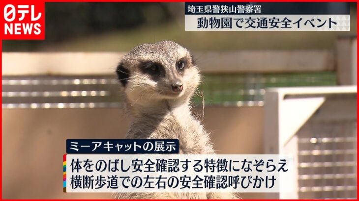 【交通安全】狭山署、動物園で交通安全イベント　“ミーアキャットのように、左右をよく見よう”