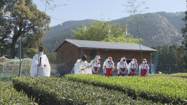 和歌山の熊野本宮大社で「新茶祭」　大社裏の茶畑で新芽を摘み取り神殿に供え