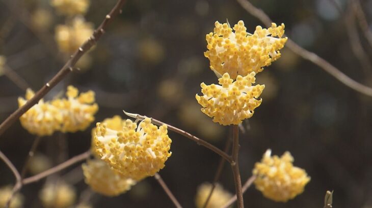 ミツマタの花が見ごろ　春の訪れを告げる可憐な花　兵庫・朝来市　木の皮は和紙の原料に