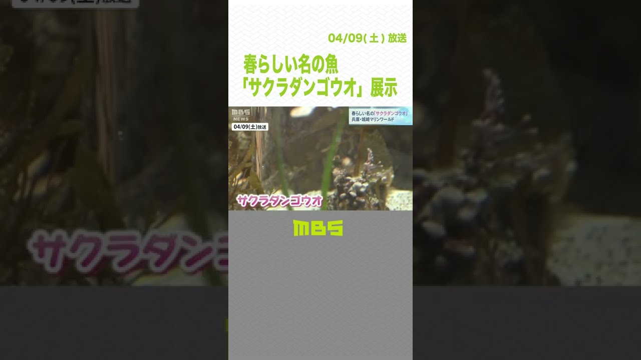 生態には謎が多い…春らしい名の魚「サクラダンゴウオ」展示　城崎マリンワールド（2022年4月9日）#Shorts #城崎マリンワールド