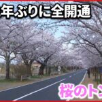 【帰還困難区域の”規制緩和”】福島･富岡町で桜のトンネル