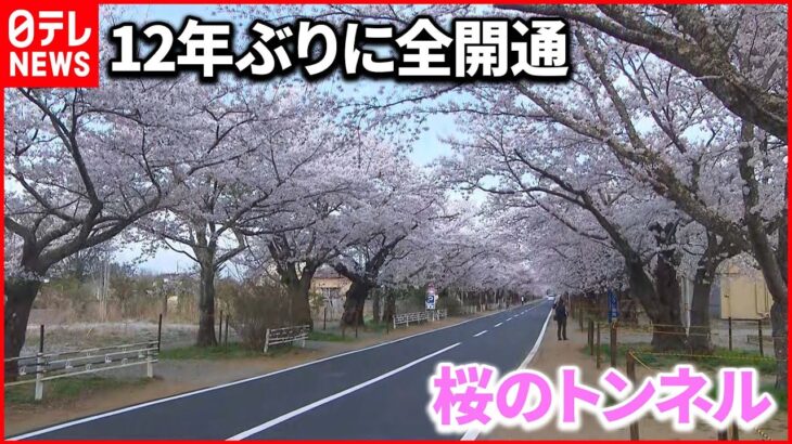 【帰還困難区域の”規制緩和”】福島･富岡町で桜のトンネル