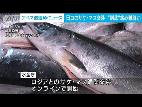 “侵攻”の影響で遅れ・・・日ロのサケ・マス漁業交渉　きょうから再開(2022年4月11日)