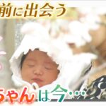 【桜の記録】１５年前に産婦人科の「一本桜」の下で出会った『赤ちゃん』は今…あの時と同じ場所で親子と再会（2022年4月8日）