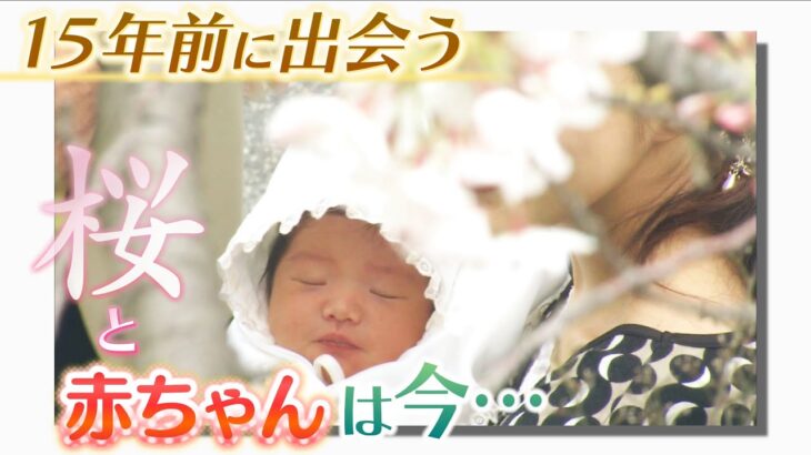 【桜の記録】１５年前に産婦人科の「一本桜」の下で出会った『赤ちゃん』は今…あの時と同じ場所で親子と再会（2022年4月8日）