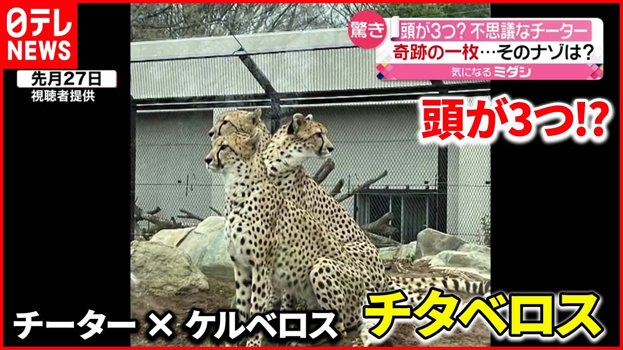 【奇跡の一枚】不思議なチーター“チタベロス” いつも仲良し