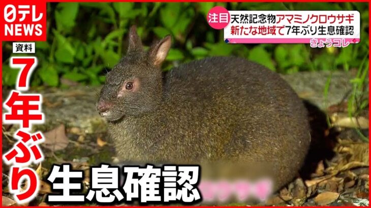 【天然記念物】アマミノクロウサギの生息が確認 徳之島南部