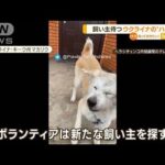 ウクライナの“ハチ公”殺害された飼い主待ち続け・・・(2022年4月12日)