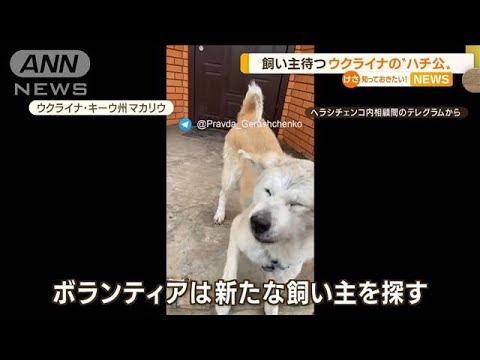 ウクライナの“ハチ公”殺害された飼い主待ち続け・・・(2022年4月12日)