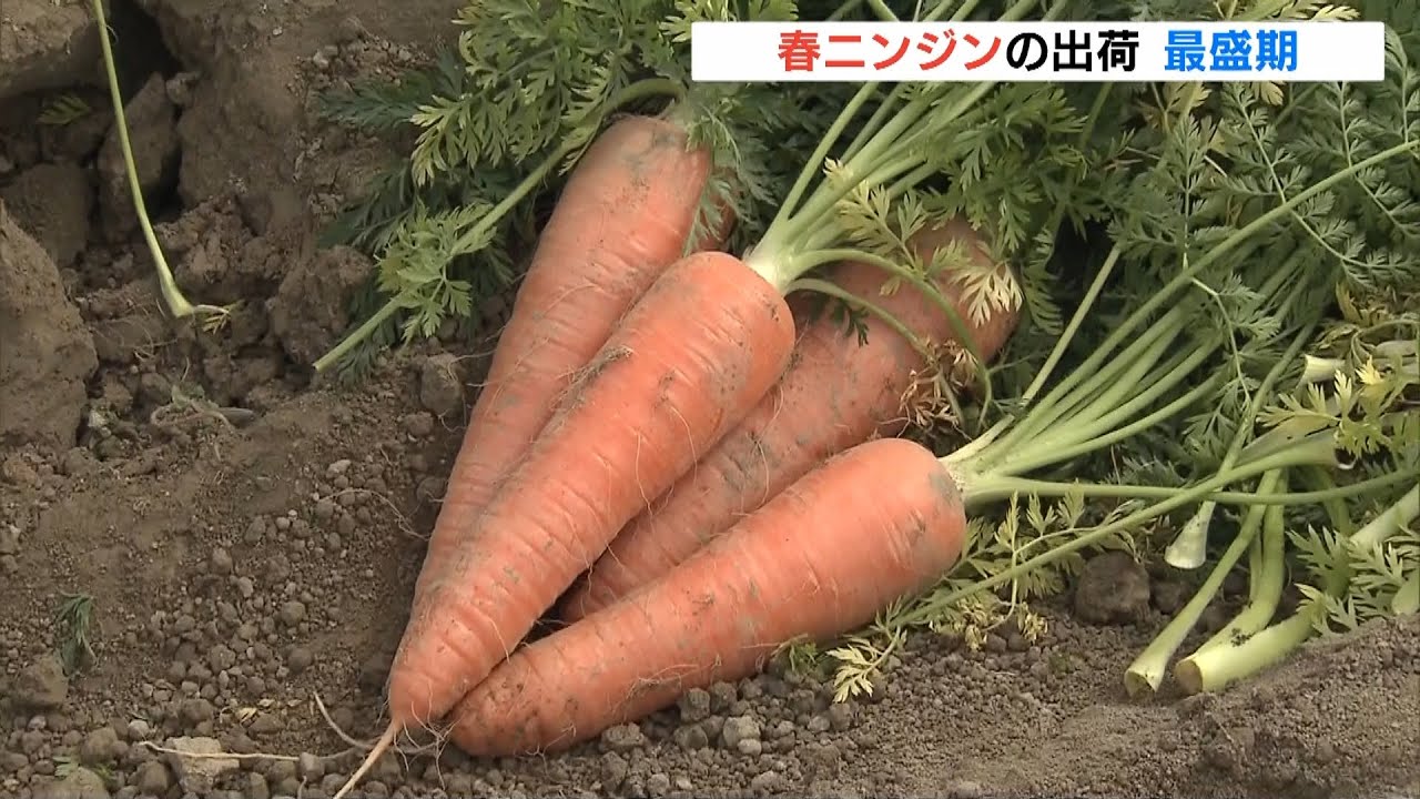 『春ニンジン』の出荷が最盛期…京阪神を中心に全国各地に出荷へ　徳島県藍住町（2022年4月12日）