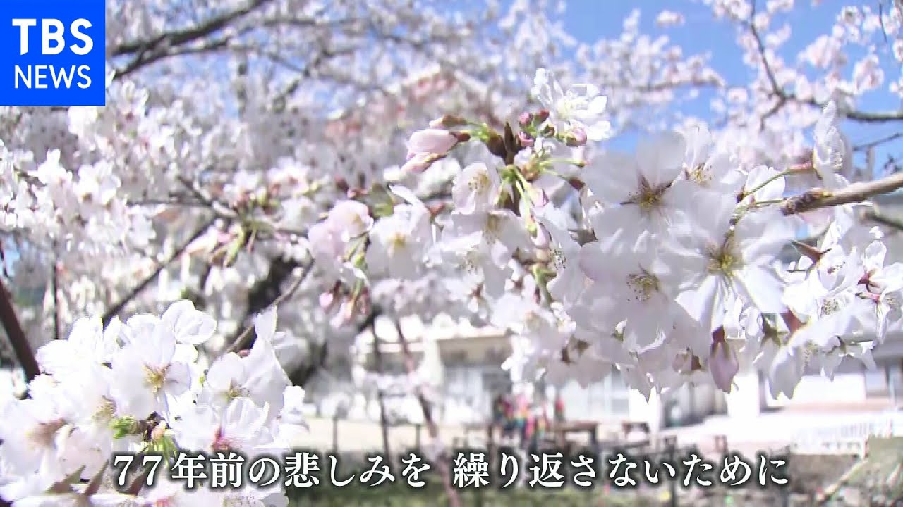【令和のサクラ】平和願う「嘉代子桜」ウクライナに届け 長崎・城山小学校