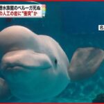 【名古屋港水族館】ベルーガが死ぬ 水槽の人工岩に衝突か
