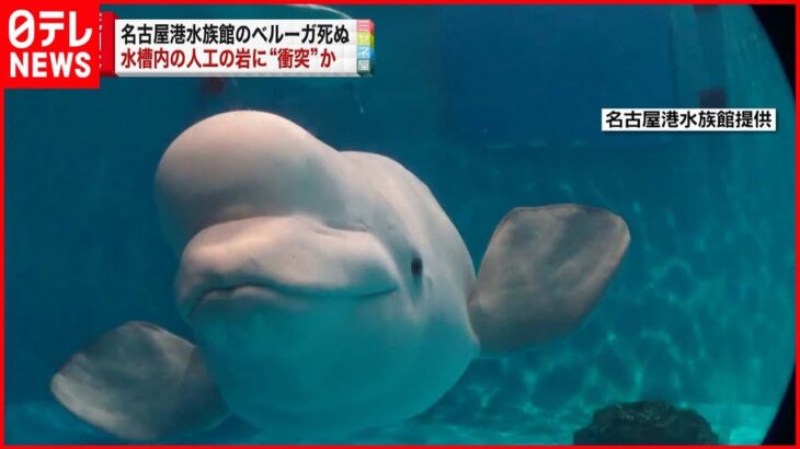 【名古屋港水族館】ベルーガが死ぬ 水槽の人工岩に衝突か