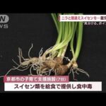 「ニラ」と思い給食に・・・　実は「スイセン」　園児12人が食中毒(2022年4月12日)