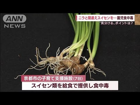 「ニラ」と思い給食に・・・　実は「スイセン」　園児12人が食中毒(2022年4月12日)