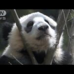 【最新映像】上野動物園の双子パンダ　木の上で口をあんぐり・・・(2022年4月12日)