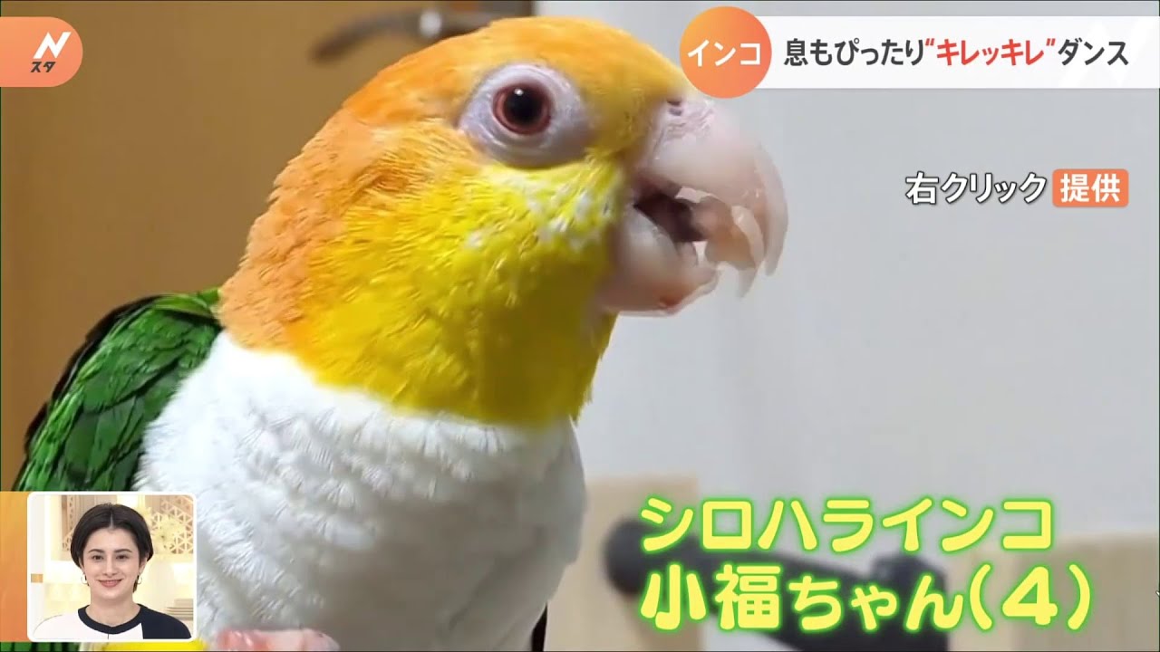 【一押し映像】インコの息ぴったりキレッキレダンス
