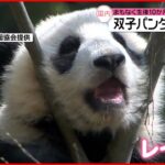 【成長】双子パンダに永久歯が生える 上野動物園