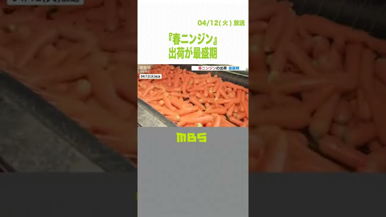 『春ニンジン』の出荷が最盛期…京阪神を中心に全国各地に出荷へ　徳島県藍住町(2022年4月12日)#Shorts　#春ニンジン　#最盛期