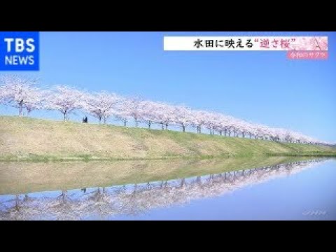 【令和のサクラ】水田に映える“逆さ桜”