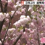 春の風物詩「桜の通り抜け」３年ぶり実施…３３５本の桜“事前予約制ですでに埋まる”（2022年4月13日）