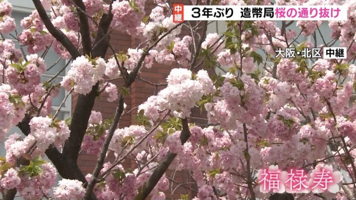 春の風物詩「桜の通り抜け」３年ぶり実施…３３５本の桜“事前予約制ですでに埋まる”（2022年4月13日）