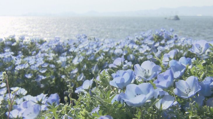 約１００万株の「ネモフィラ祭り」２０万人の来場見込む　大阪・舞洲