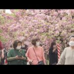「桜の通り抜け」　３年ぶりに開催“めっちゃきれい”“１年の風物詩”大阪造幣局