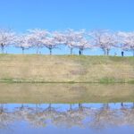 【逆さ桜】田んぼに映る絶景「おの桜づつみ回廊」４ｋｍ５種類の桜　兵庫・小野市（2022年4月13日）