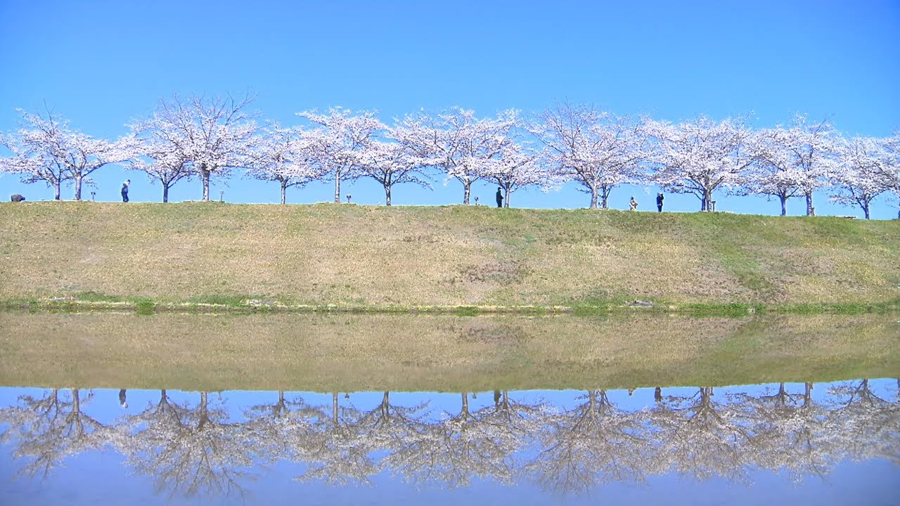 【逆さ桜】田んぼに映る絶景「おの桜づつみ回廊」４ｋｍ５種類の桜　兵庫・小野市（2022年4月13日）