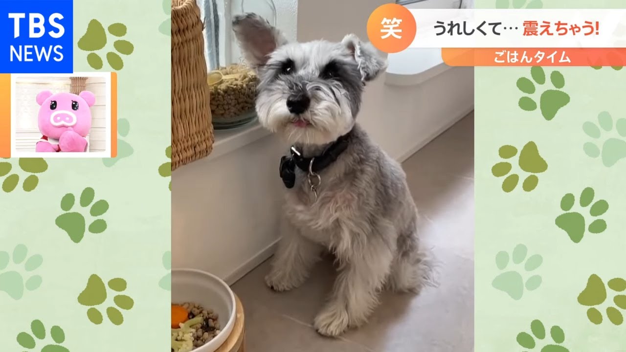 【一押し映像】ごはんが欲しくて震えちゃう犬