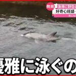 【イルカ】漁港に野生のイルカ相次ぐ 船に近づき一緒に泳ぐ姿も…
