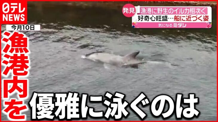 【イルカ】漁港に野生のイルカ相次ぐ 船に近づき一緒に泳ぐ姿も…