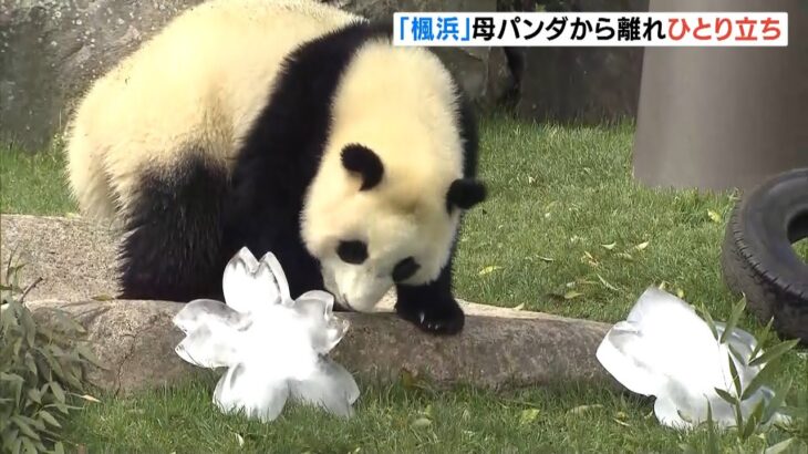 ジャイアントパンダ「楓浜」母を離れひとり立ち！祝いの氷がプレゼントされる　和歌山（2022年4月14日）