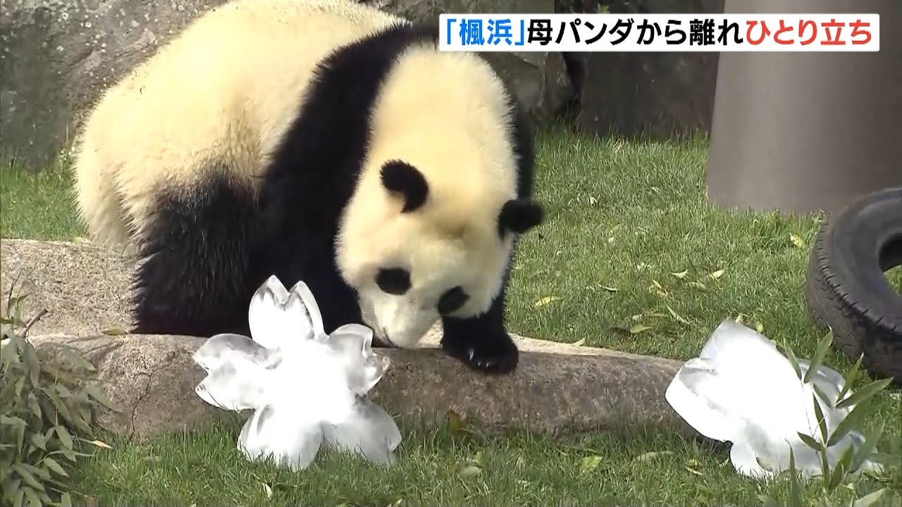 ジャイアントパンダ「楓浜」母を離れひとり立ち！祝いの氷がプレゼントされる　和歌山（2022年4月14日）