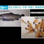 死んだ魚から子孫作ることが可能に　絶滅危惧種に光(2022年4月14日)