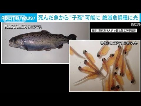 死んだ魚から子孫作ることが可能に　絶滅危惧種に光(2022年4月14日)