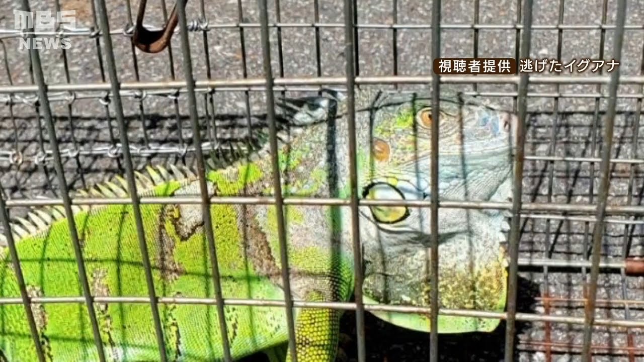 逃げる「グリーンイグアナ」住宅街の男性が捕獲…知人に預け温室で保護も『また逃走』（2022年4月14日）