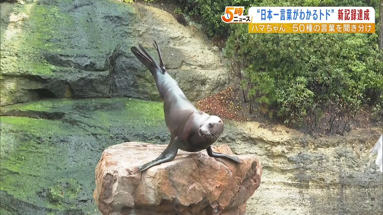 ５０種類の言葉を聞き分け！「日本一言葉がわかるトド」のハマちゃんが新記録更新（2022年4月14日）