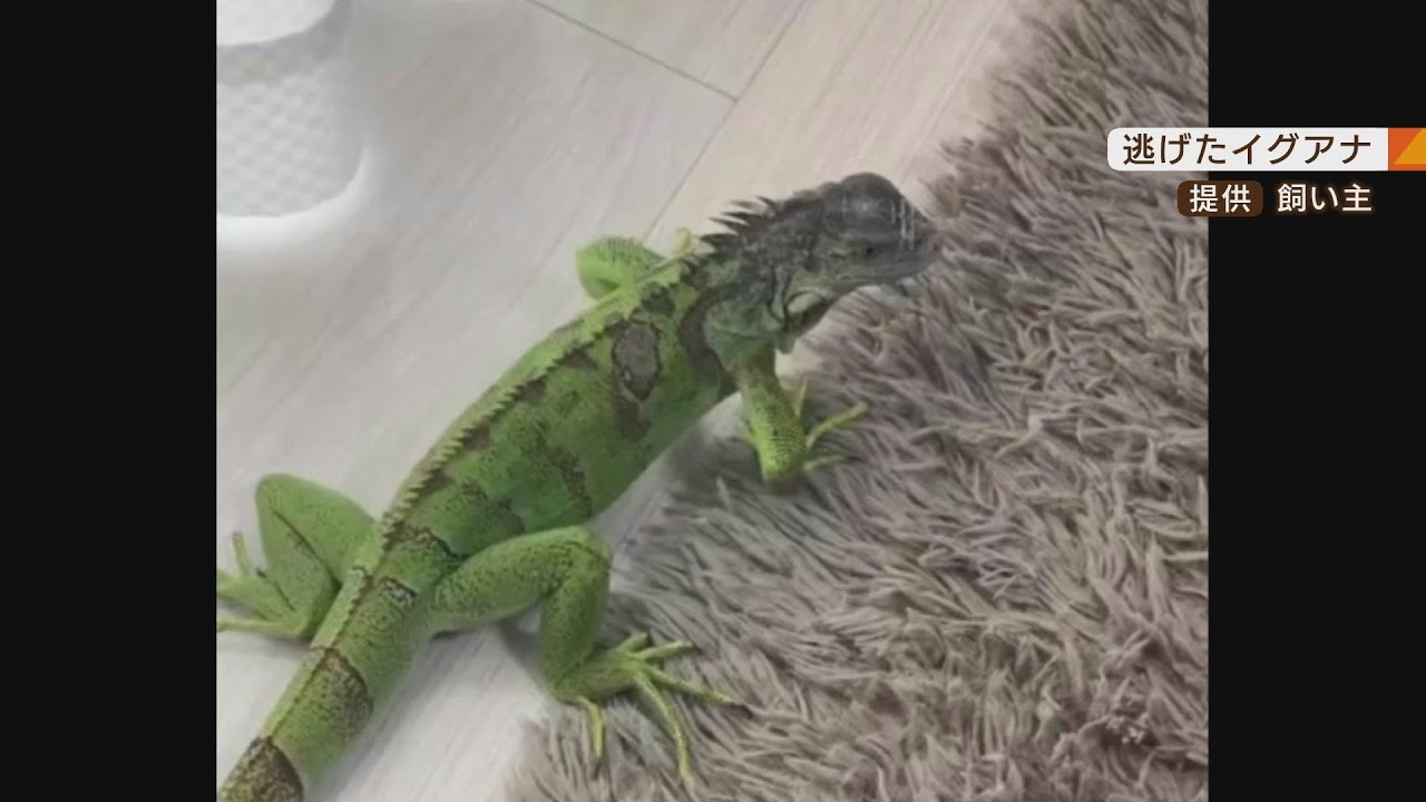 逃げたグリーンイグアナはどこへ…一時男性が捕獲も“再び”逃げる　警察ら捜索も苦戦（2022年4月14日）