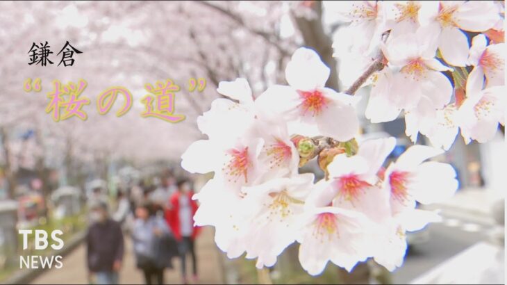 鎌倉　“桜の道”　～春の風景～