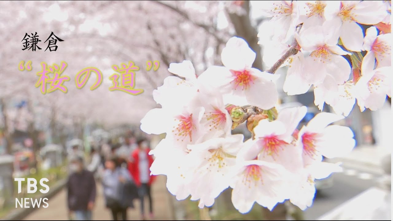 鎌倉 “桜の道” ~春の風景~