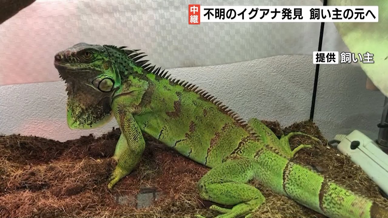 脱走していた「イグアナ」発見“体調に異常なし”「安心して歩ける」住民から安堵の声（2022年4月15日）