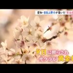 【令和のサクラ】吉良上野介が築いた「黄金堤」の桜 夕焼けに照らされると黄金色に