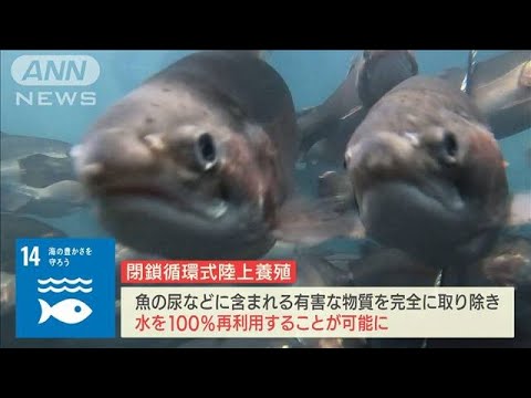 “海を汚さない”サーモン＆バナメイエビ「陸上養殖技術」【SDGs】(2022年4月15日)