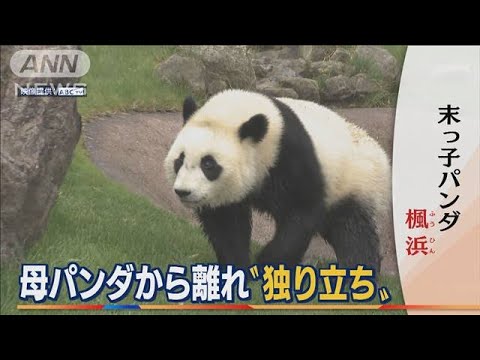 和歌山の末っ子パンダ「楓浜」　母パンダから離れ“独り立ち”(2022年4月15日)