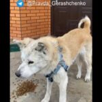 “ウクライナのハチ公”軍事侵攻で死亡した飼い主を待ち続けた秋田犬　ブリーダーも涙（2022年4月15日）