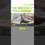 ５０種類の言葉を聞き分け！「日本一言葉がわかるトド」のハマちゃんが新記録更新（2022年4月14日）#Shorts #トド #言葉